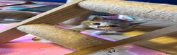 Scottish gatti in vendita: Cuccioli Scottish - Annuncio 6