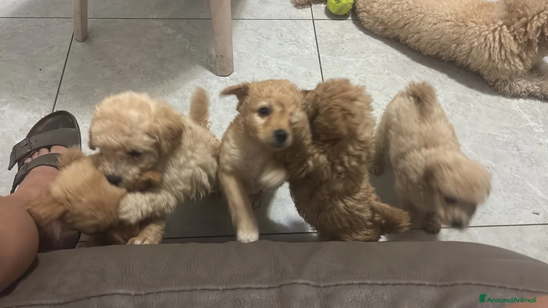 Barboncino cani in vendita: Barboncini  - Annuncio 2