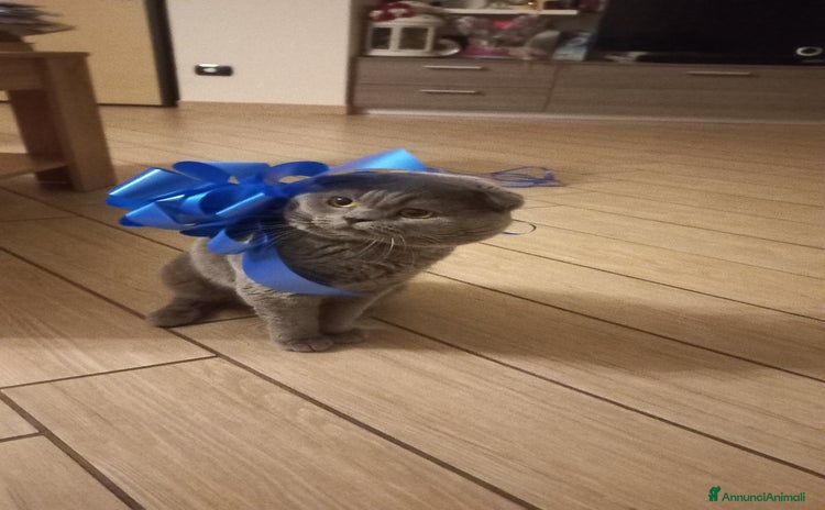 Scottish gatti a Provincia di Monza e della Brianza - Annuncio 1