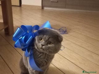 Scottish gatti scottish fold x accoppiamento a Provincia di Monza e della Brianza - Annuncio 13