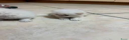 Persiano gatti in vendita: Persiano femmina  a Provincia di Salerno - Annuncio 1