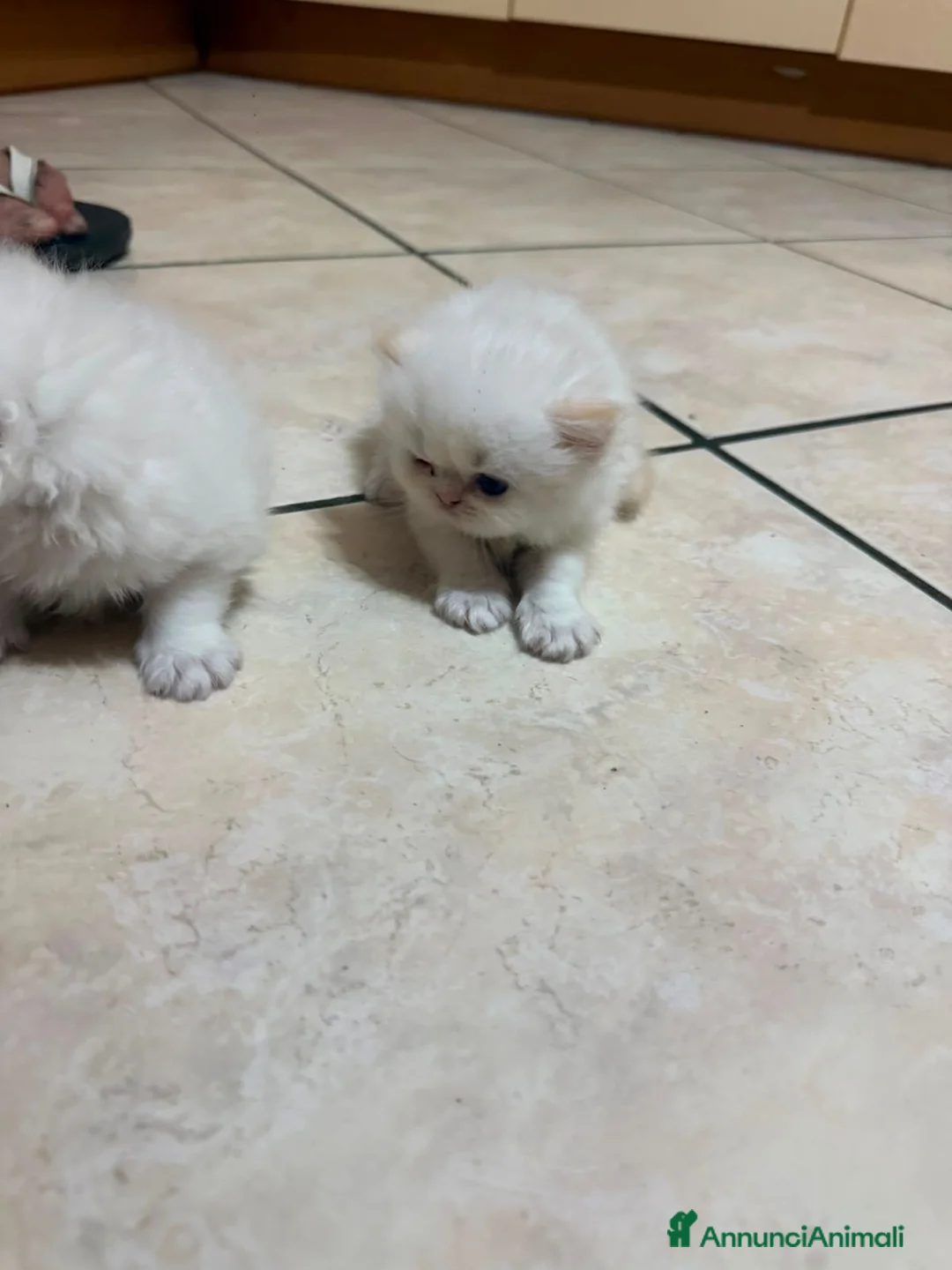 Persiano gatti in vendita: Persiano femmina  a Provincia di Salerno - Annuncio 1