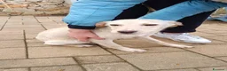 Meticcio cani in regalo: Cucciolo meticcio a Provincia di Lecce - Annuncio 2