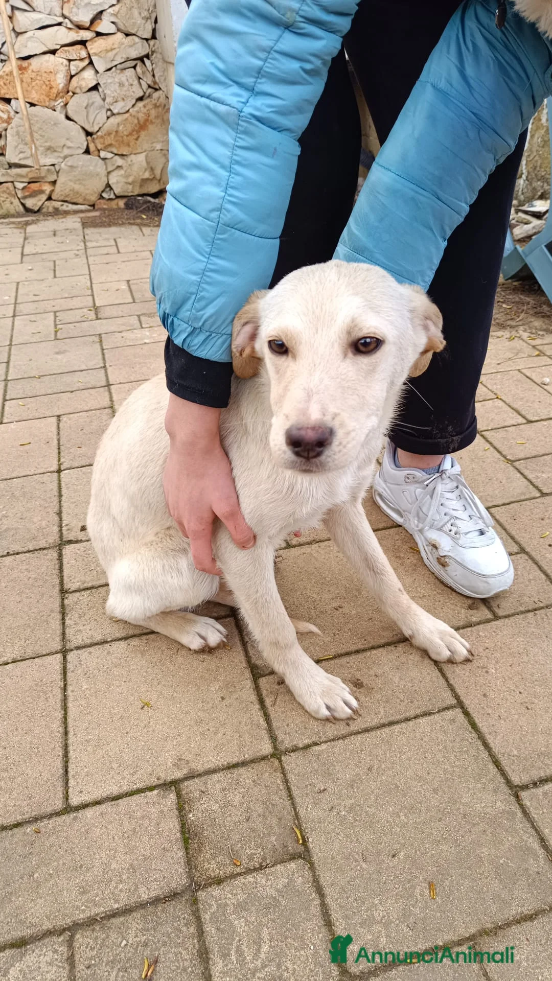 Meticcio cani in regalo: Cucciolo meticcio a Provincia di Lecce - Annuncio 2