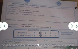 Pastore Tedesco cani in regalo:  proprietario regala splendidi cuccioli  - Annuncio 7