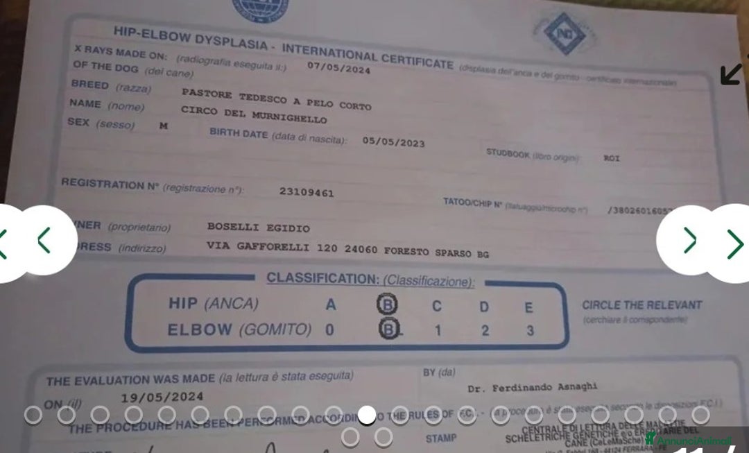 Pastore Tedesco cani in regalo:  proprietario regala splendidi cuccioli  - Annuncio 7