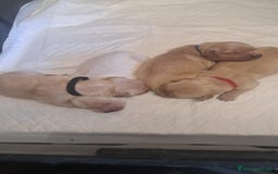 Golden Retriever cani in vendita: Cuccioli di golden retriever a Provincia di Pavia - Immagine 3
