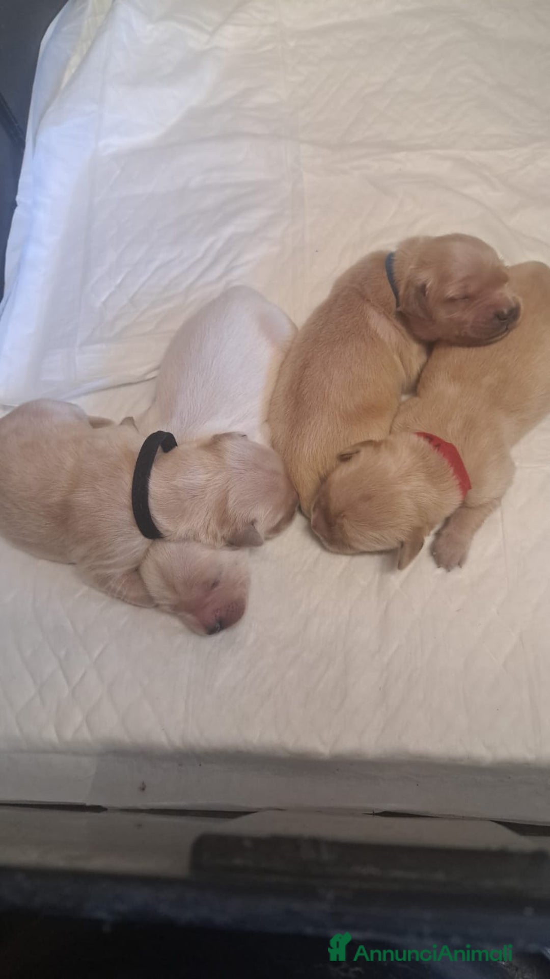 Golden Retriever cani in vendita: Cuccioli di golden retriever a Provincia di Pavia - Immagine 3