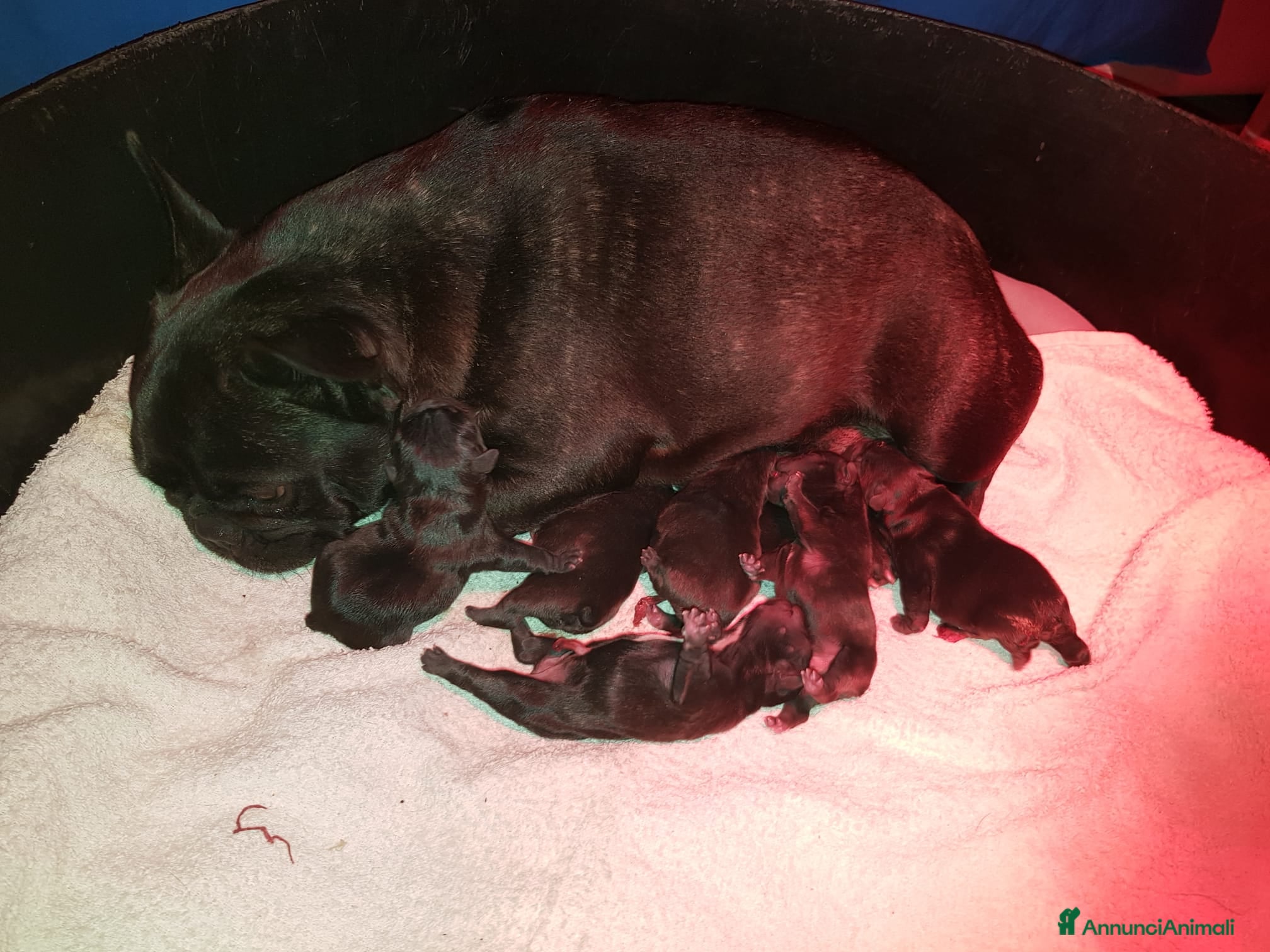 Bulldog Francese cani Bouledogue francesi cuccioli con Pedigree Enci - Annuncio 5