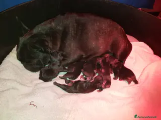 Bulldog Francese cani Bouledogue francesi cuccioli con Pedigree Enci - Annuncio 1