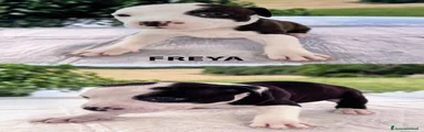 American Staffordshire 4