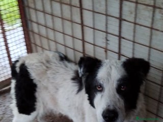 Meticcio cani ADOZIONI DEL CUORE: Viveva in strada, cerca casa - Annuncio 1