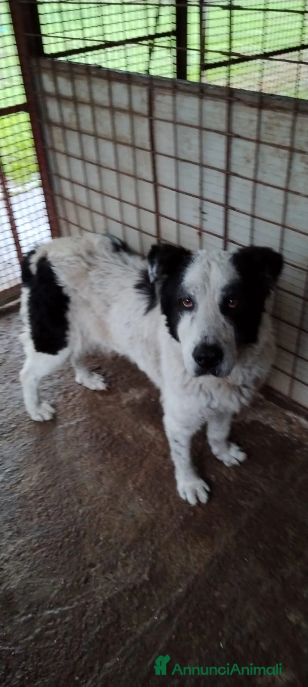 Meticcio cani in regalo: ADOZIONI DEL CUORE: Viveva in strada,  cerca casa - Annuncio 1