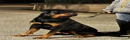Rottweiler cani per accoppiamento: Cercasifemminarotweiller con pedigree daccoppiare a Provincia di Perugia - Annuncio 4