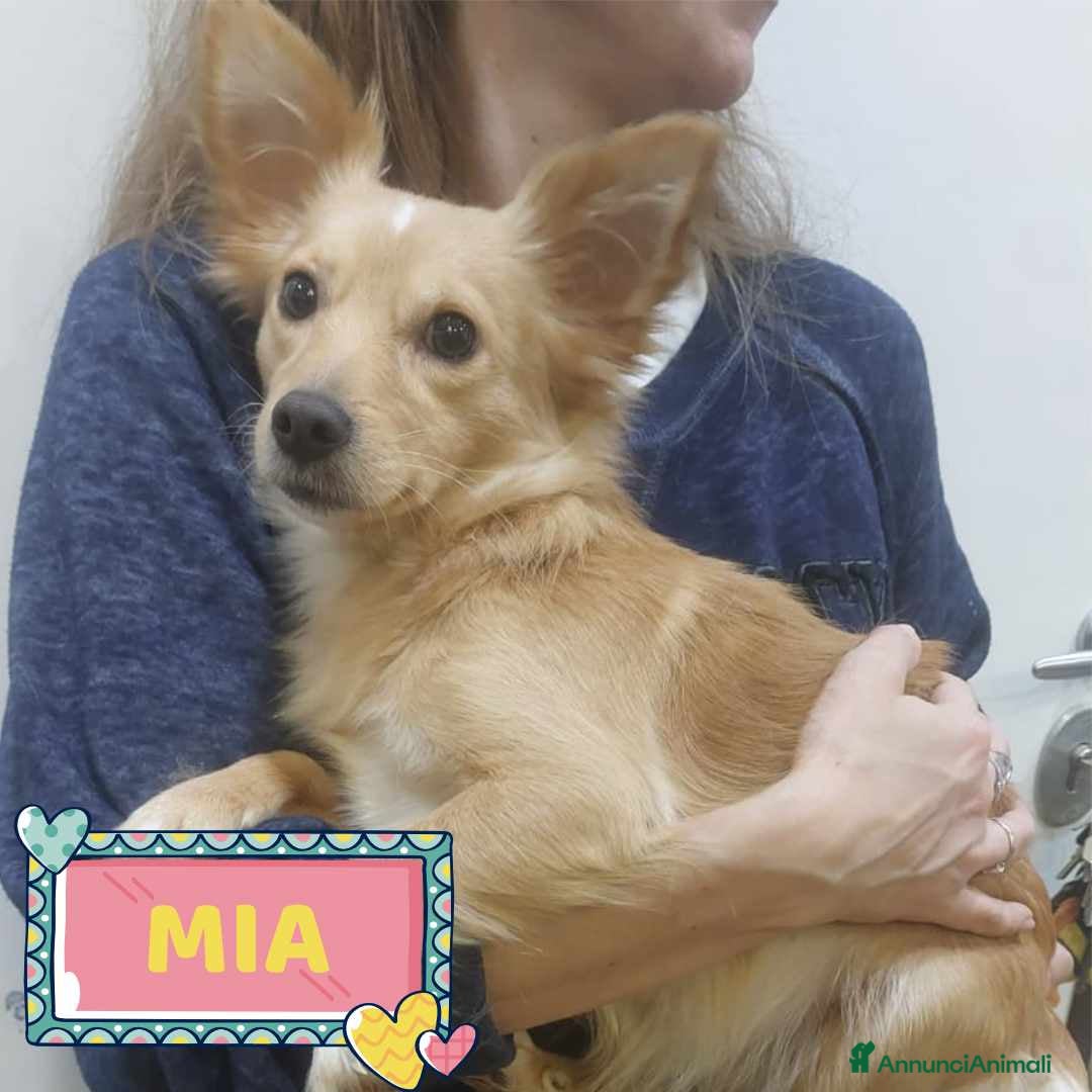 Meticcio cani in regalo: MIA mix chihuahua taglia mini cerca casa - Annuncio 1