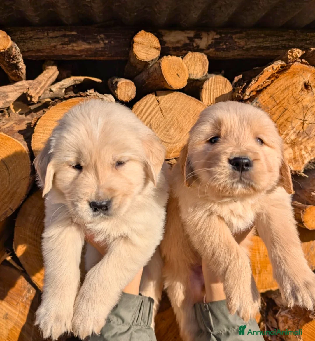 Golden Retriever cani in vendita: CUCCIOLI GOLDEN RETRIEVER LINEA ANGLOAMERICANA - Annuncio 6