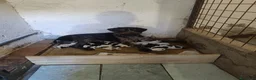 Drahthaar cani in vendita: Cuccioli di drahthaar - Annuncio 2