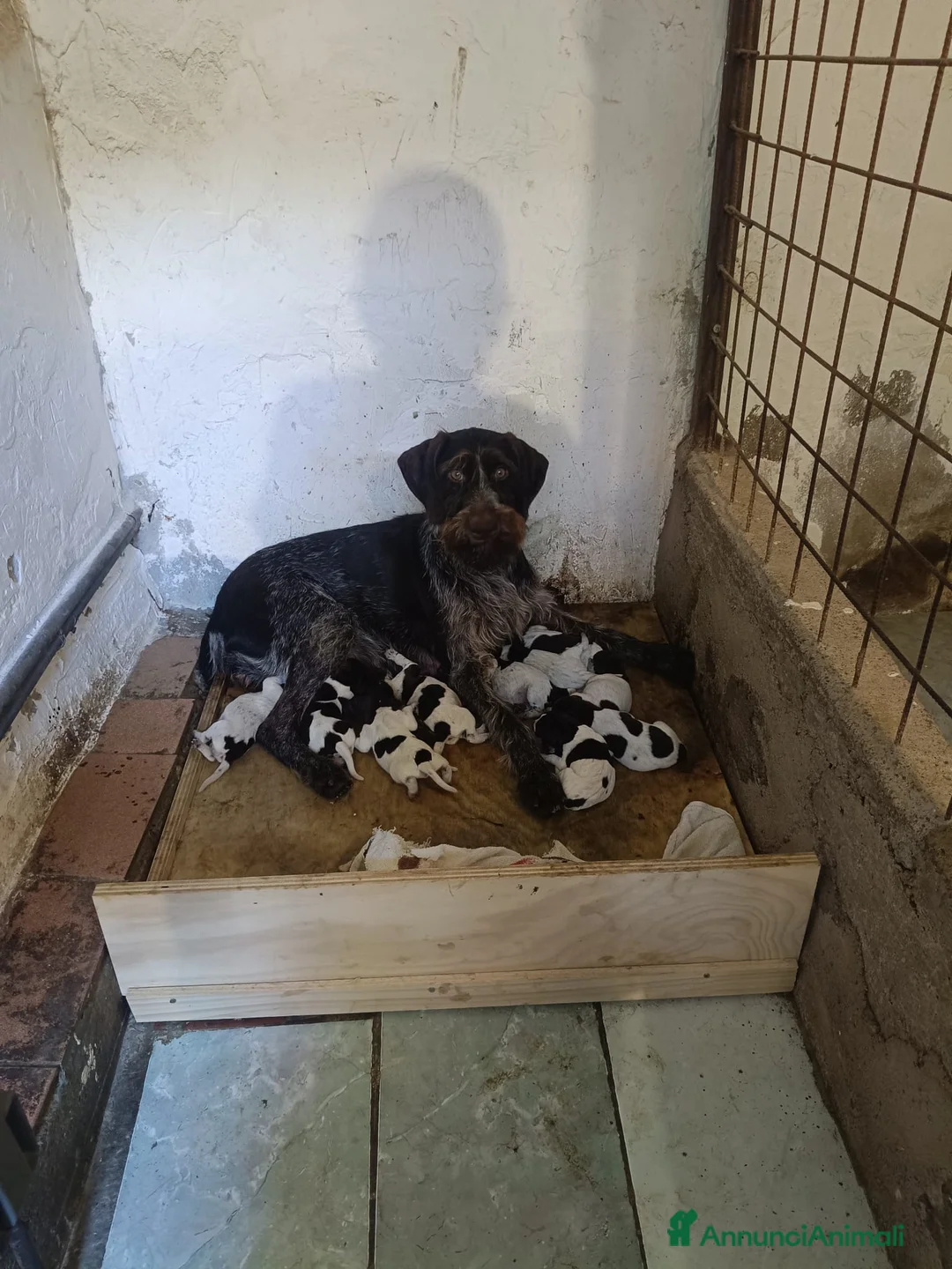 Drahthaar cani in vendita: Cuccioli di drahthaar - Annuncio 2