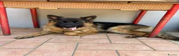 Pastore Tedesco cani in vendita: Vendita cuccioli di pastore tedesco puro - Annuncio 8