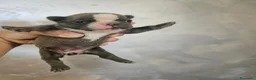 Bulldog Francese cani in vendita: Bulldog francese  a Città Metropolitana di Napoli - Annuncio 2