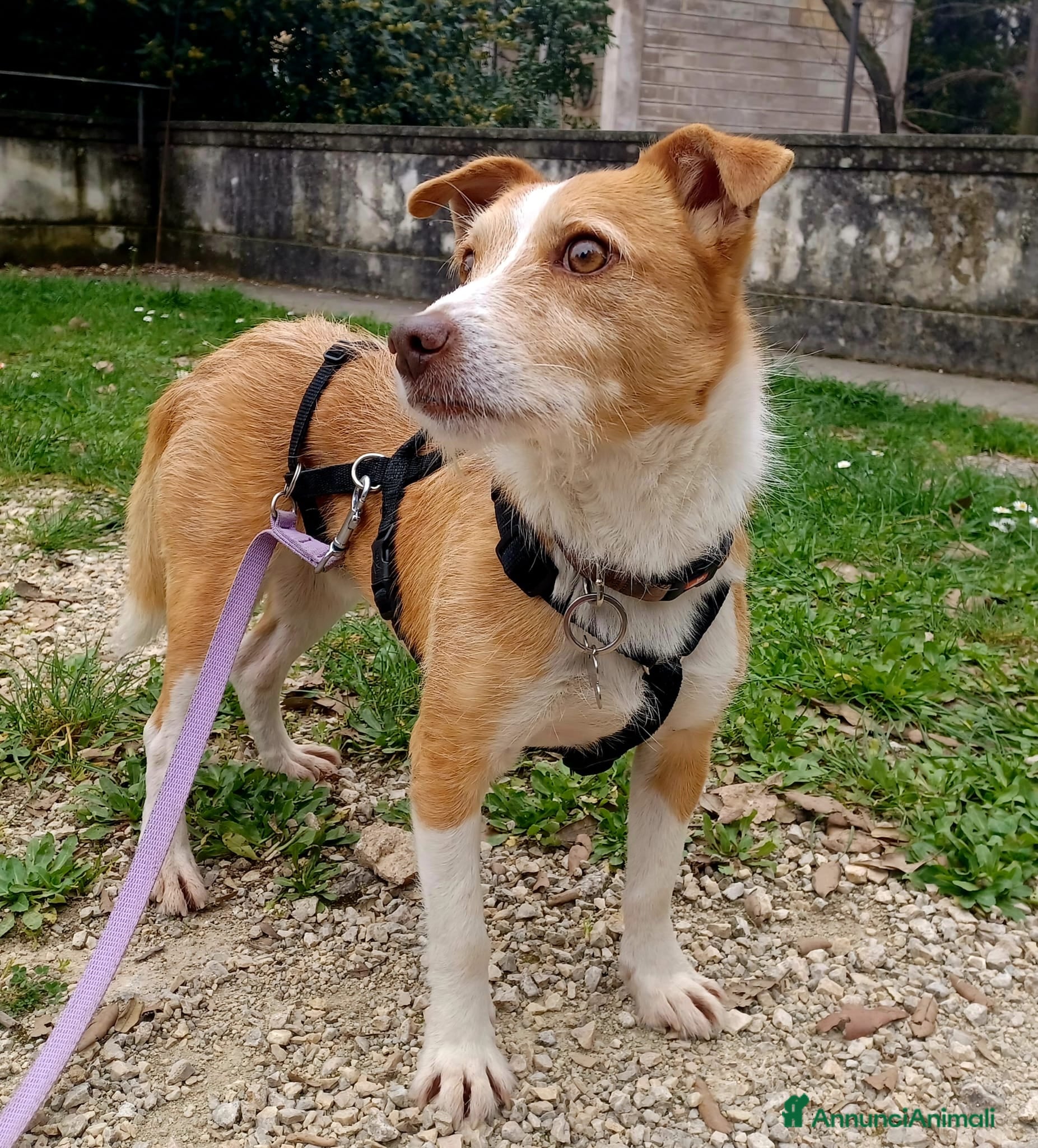 Meticcio cani CLIP UN CANE VERAMENTE SFORTUNATO, IN ADOZIONE - Annuncio 41