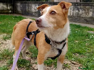 Meticcio cani CLIP UN CANE VERAMENTE SFORTUNATO, IN ADOZIONE - Annuncio 41