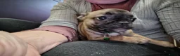 Bulldog Francese cani in vendita: Ultima cucciola di Bulldog francese cream - Annuncio 18