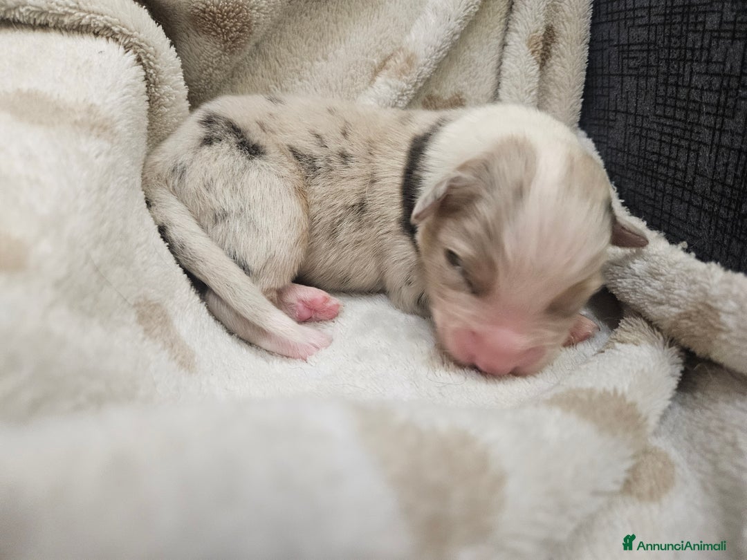 Australian Shepherd cani in vendita: Cuccioli Australian Shepherd - Annuncio 5