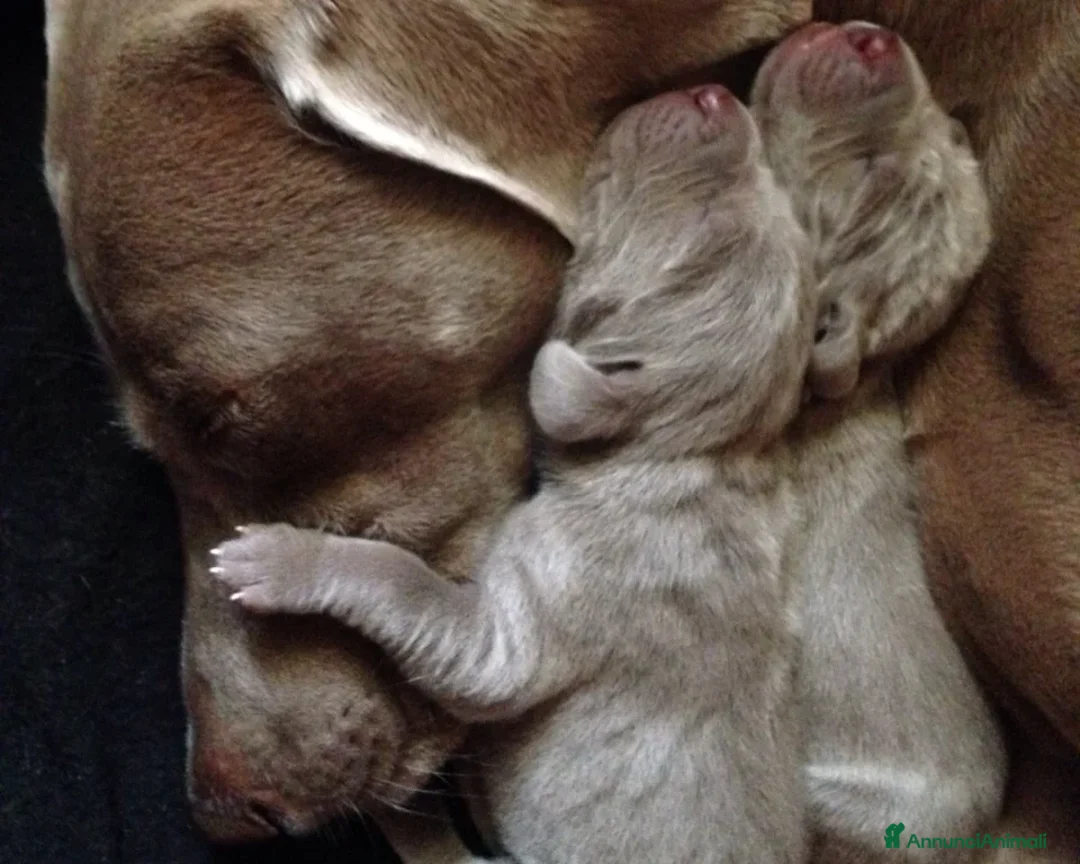 Weimaraner cani in vendita: WEIMARANER SPLENDIDE CUCCIOLE a Città Metropolitana di Torino - Immagine 12