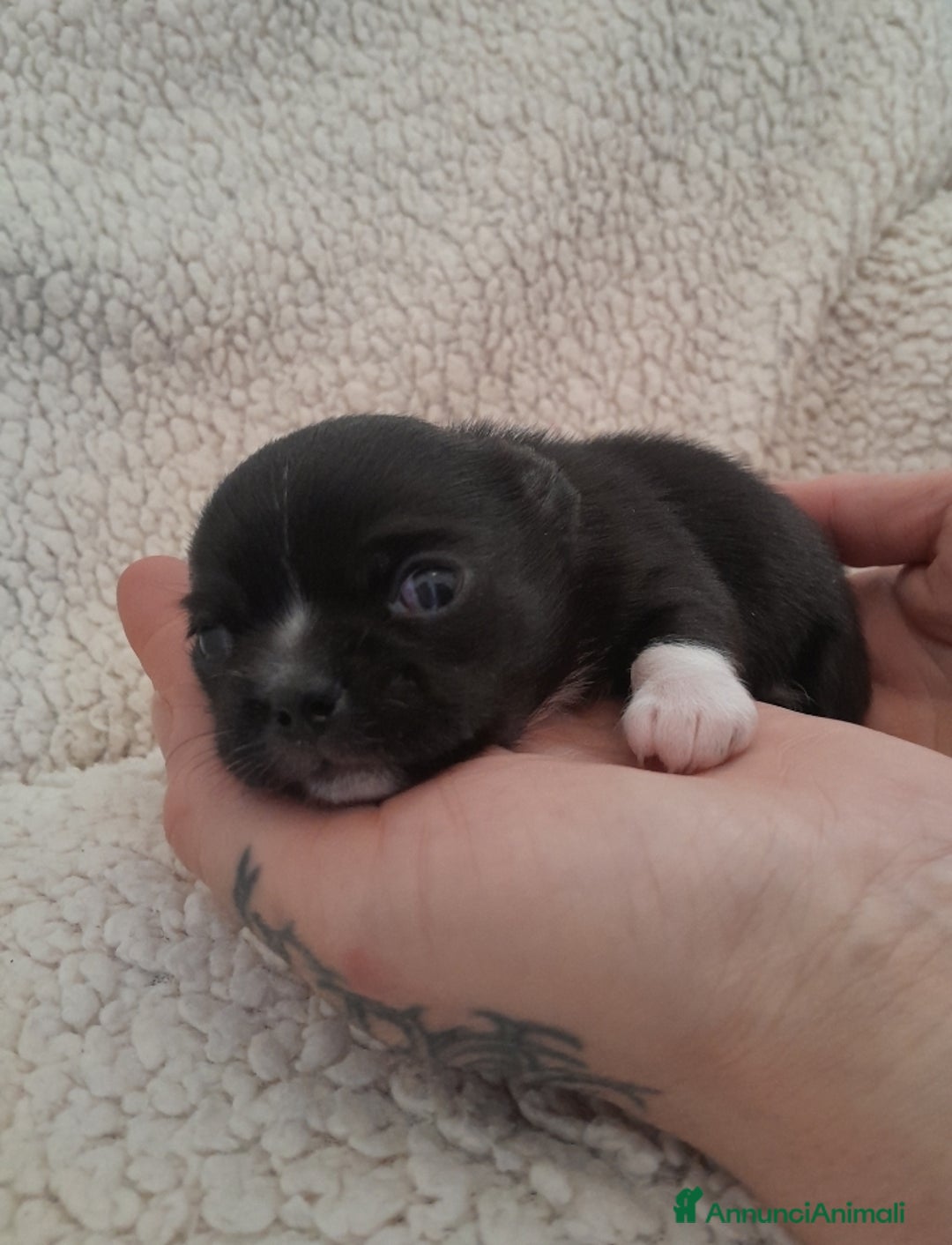 Chihuahua cani in vendita: chihuahua - Annuncio 2