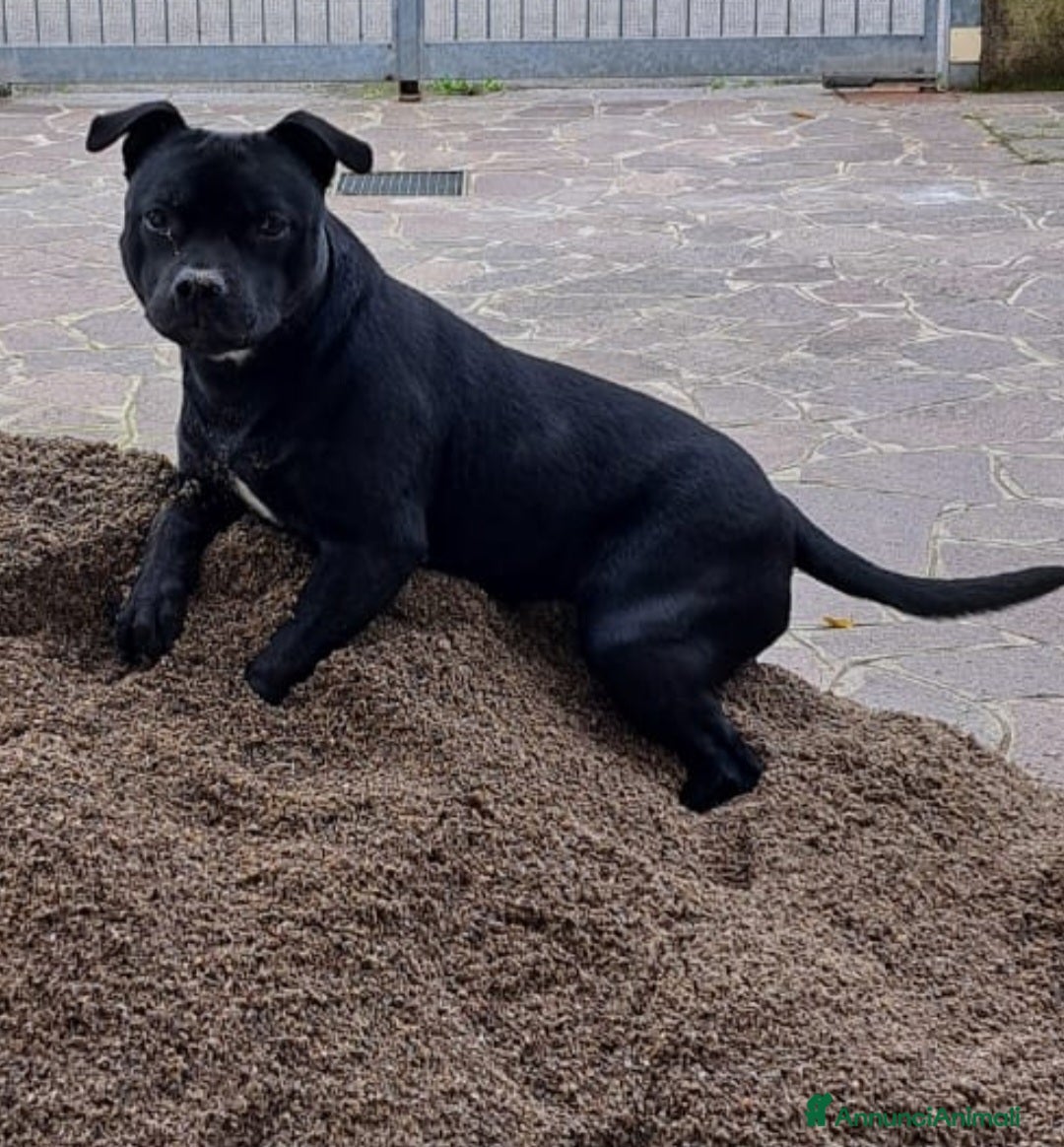 American Staffordshire cani America staffordshire  - Annuncio 1