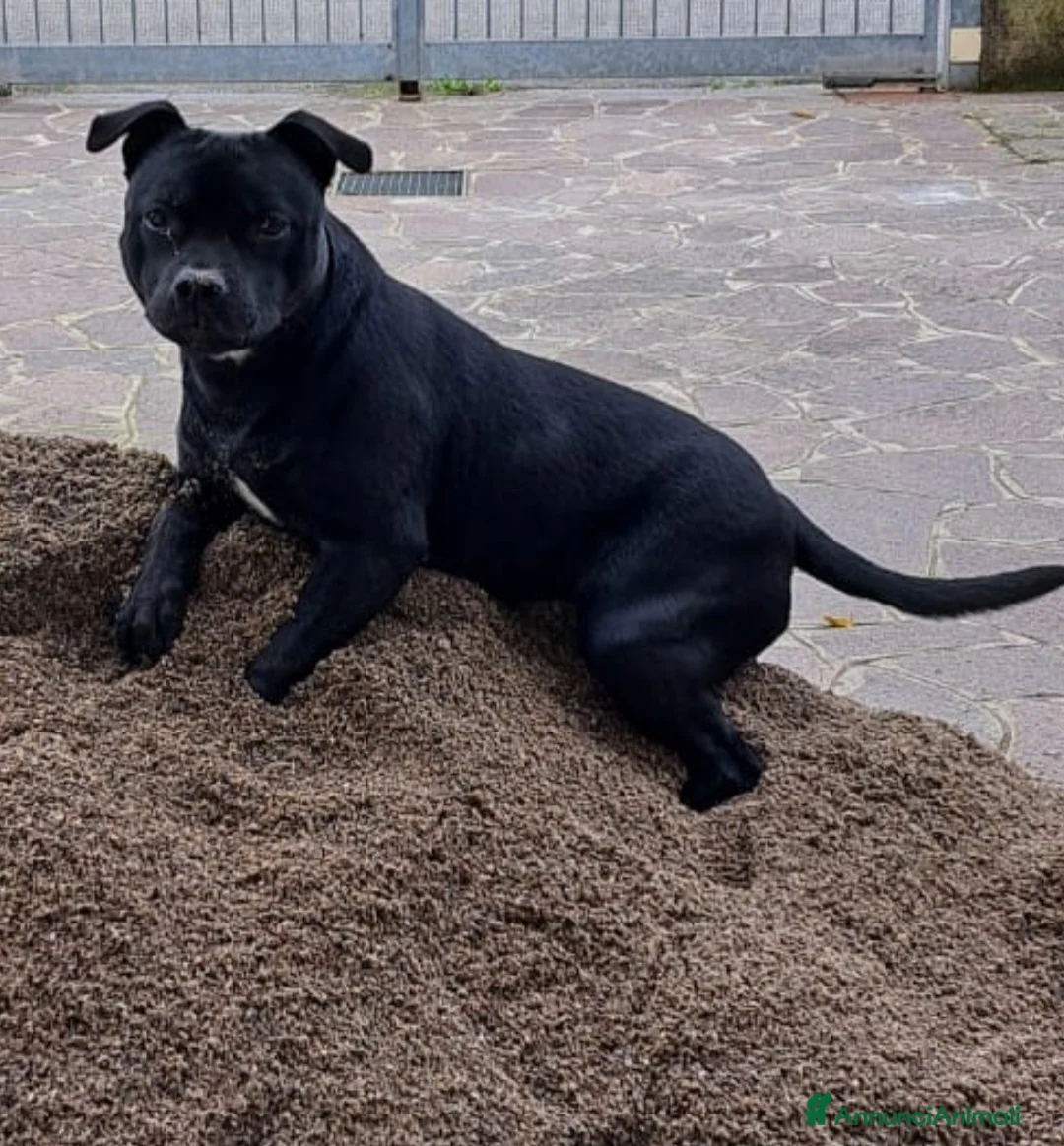 American Staffordshire cani in vendita: America staffordshire  a Provincia di Cremona - Annuncio 1