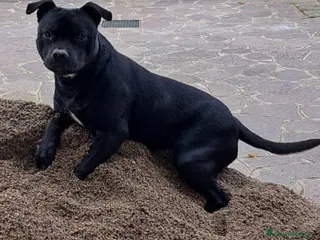 American Staffordshire cani America staffordshire - Annuncio 1