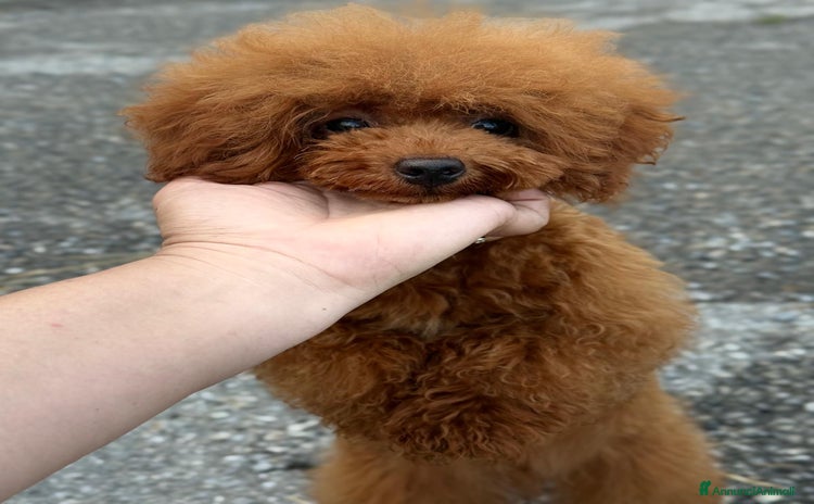 Barboncino Toy cani a Provincia di Savona - Annuncio 2