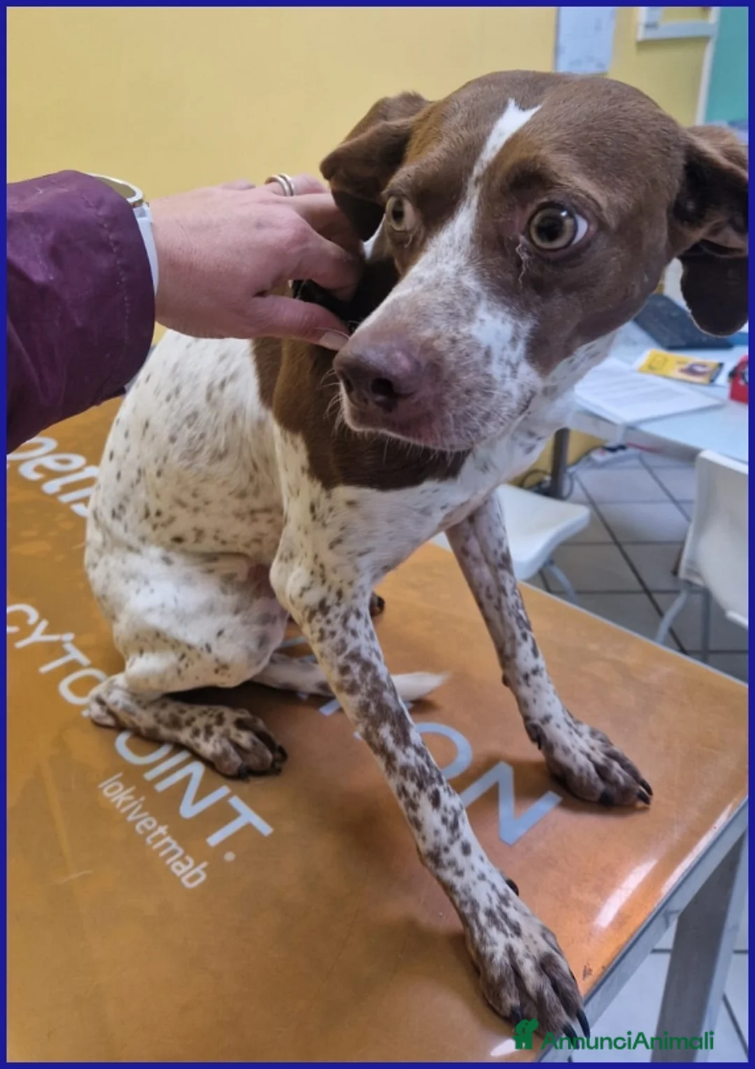 Pointer cani in regalo: ARANCIA, POINTERINA 3 ANNI E MEZZO, E' ANCORA TIMO - Annuncio 5