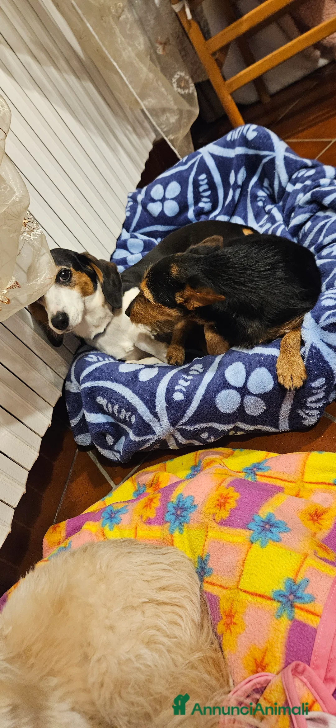 Meticcio cani in regalo: SALVA UN CUCCIOLO! a Provincia di Reggio Emilia - Annuncio 2