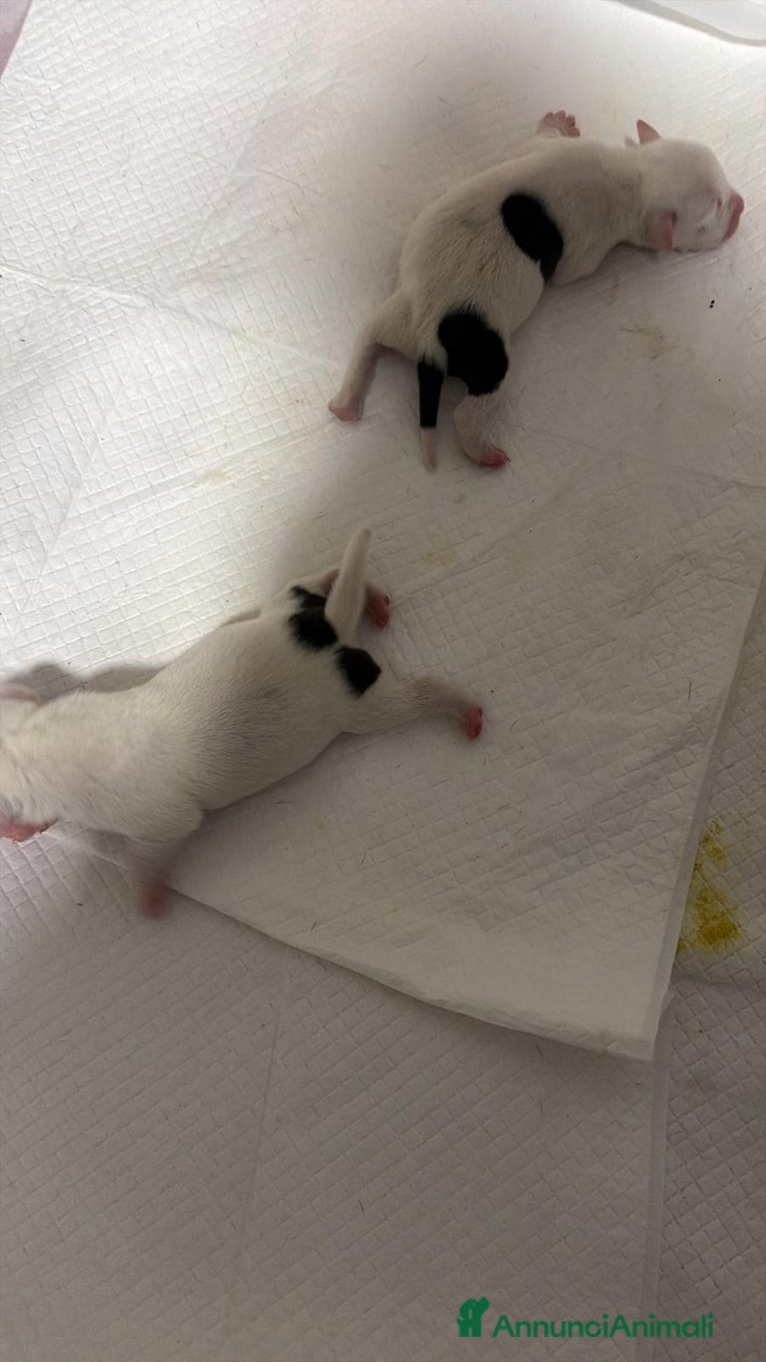 Pitbull cani in vendita: Cuccioli di pitbull  - Annuncio 5