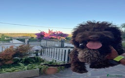 Lagotto cani in vendita: Cuccioli di Lagotto Romagnolo con Pedigree ROI  a Provincia di Chieti - Immagine 6