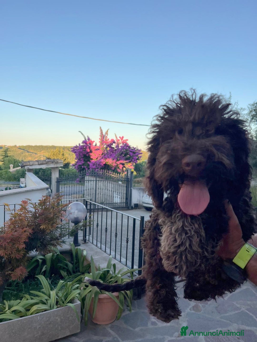 Lagotto cani in vendita: Cuccioli di Lagotto Romagnolo con Pedigree ROI  a Provincia di Chieti - Immagine 6