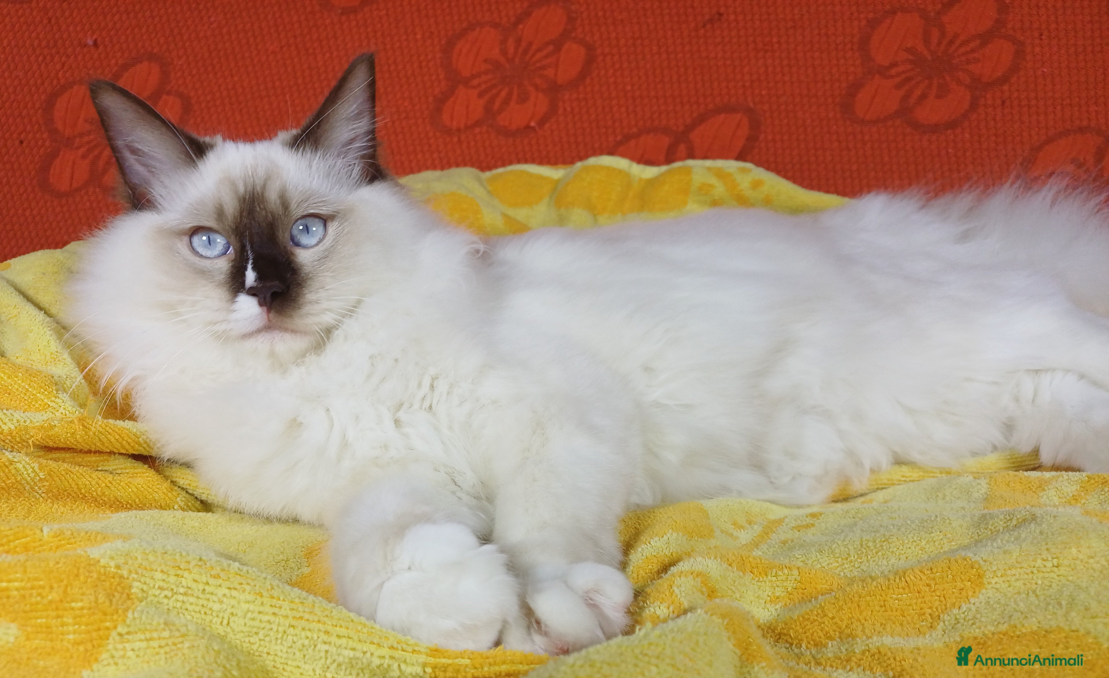 Ragdoll gatti Wonder Blue Shakespeare - Annuncio 1