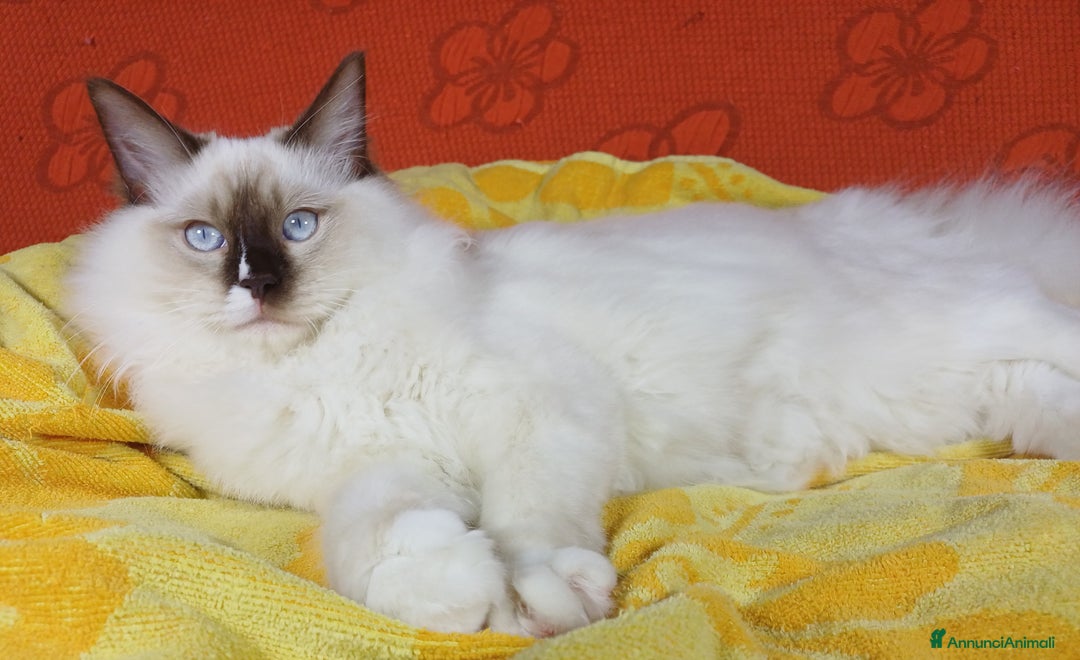 Ragdoll gatti in vendita: Wonder Blue Shakespeare - Annuncio 1