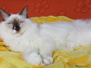 Ragdoll gatti Wonder Blue Shakespeare - Annuncio 1