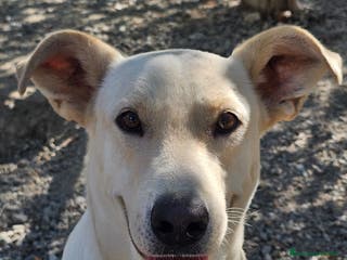 Meticcio cani Leone cagnolone affettuoso - Annuncio 42
