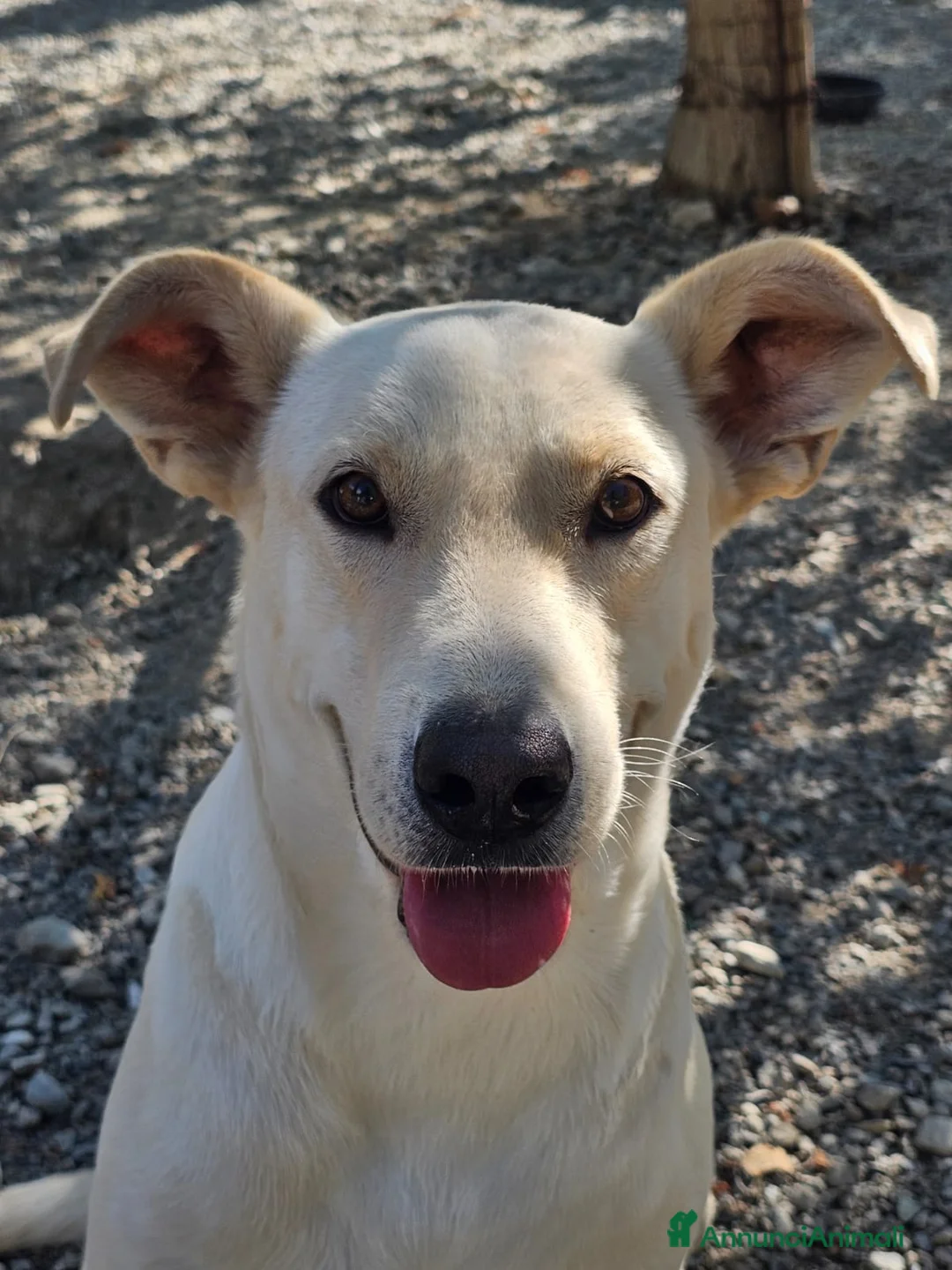 Meticcio cani in regalo: Leone cagnolone affettuoso  - Annuncio 1