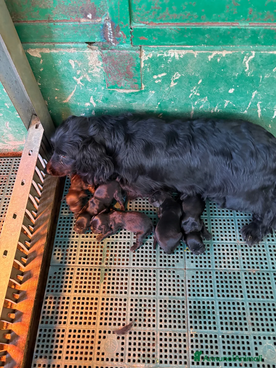 Cocker cani in vendita: COCKER SPANIEL INGLESE - Annuncio 2