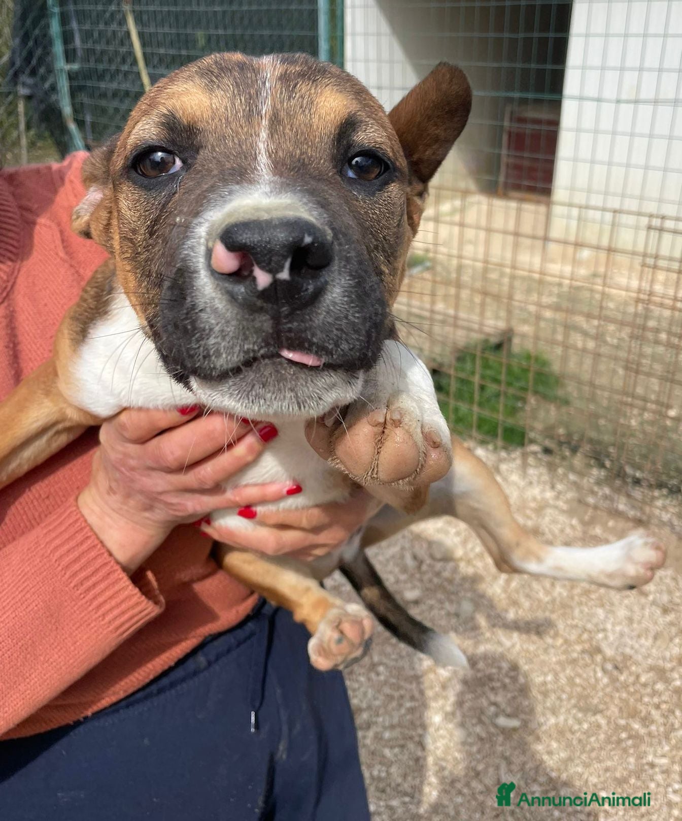 Meticcio cani SIMPATICO MUSETTO DA AMARE - Annuncio 3