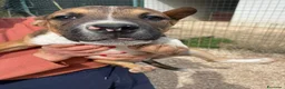 Meticcio cani in regalo: SIMPATICO MUSETTO DA AMARE - Annuncio 1