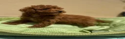 Barboncino Toy cani in vendita: barboncino Toy  - Annuncio 8