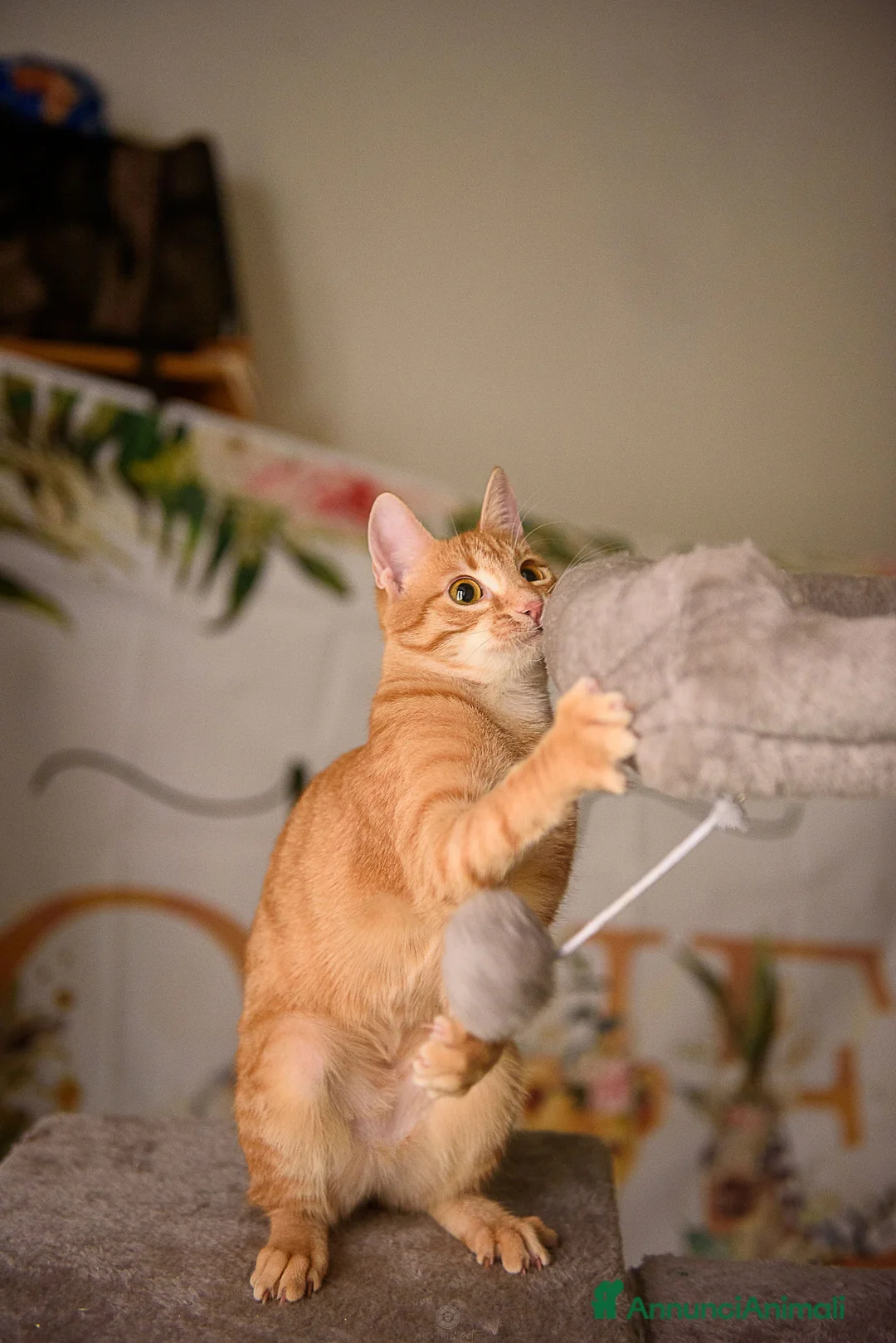 Europeo gatti in regalo: Adotta Zoe, porta vita nella tua vita - Annuncio 8