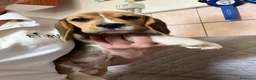 Beagle cani in vendita: Beagle  a Provincia di Latina - Annuncio 5